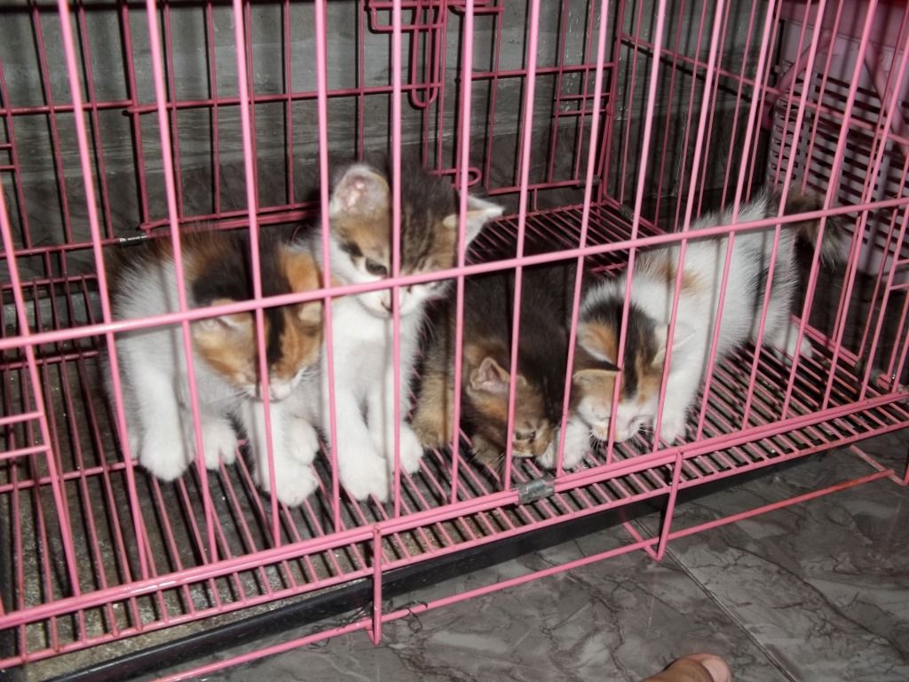 Itu aja agan, emang keliatan kayak Kucing Lokal tapi 